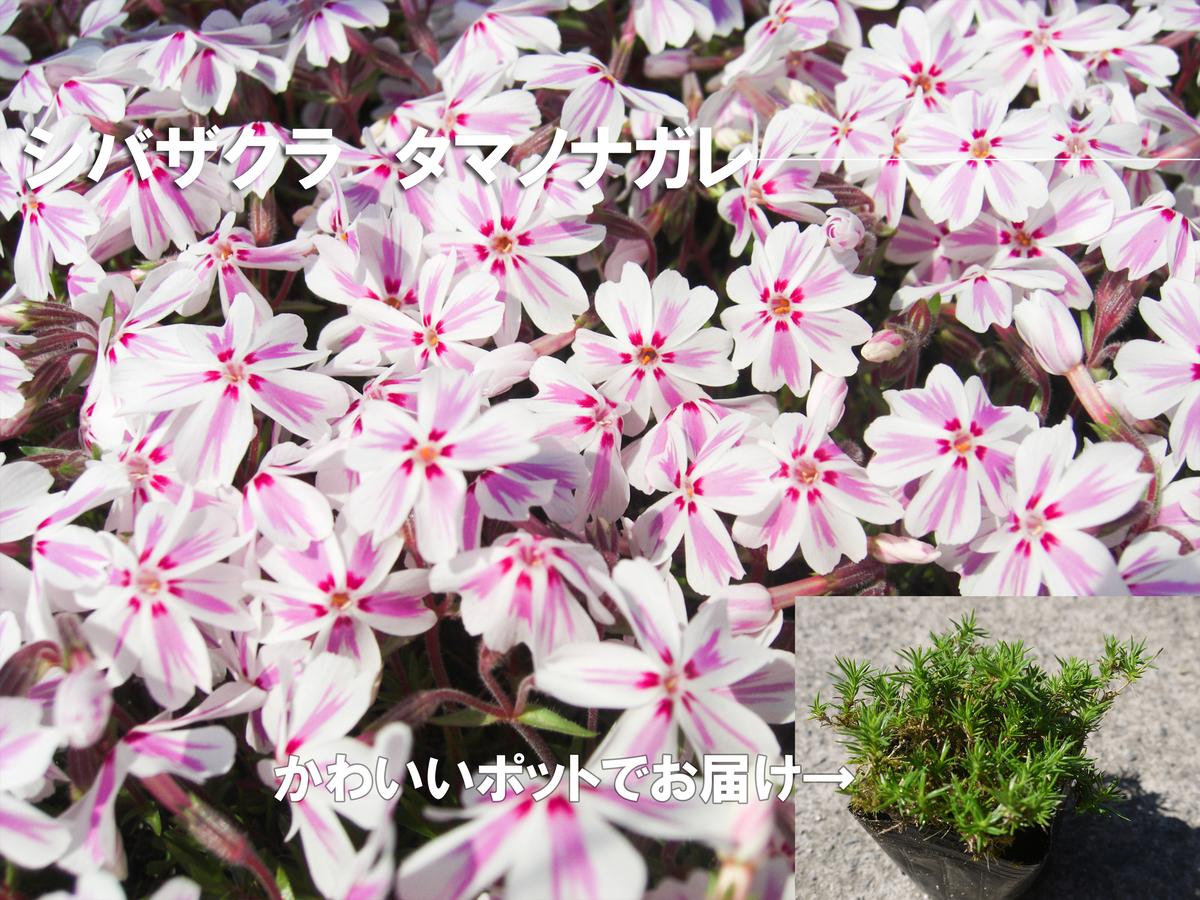 BS159_シバザクラ　タマノナガレ20個 花 苗 植物 家庭菜園 花壇 プランター ガーデニング 芝桜