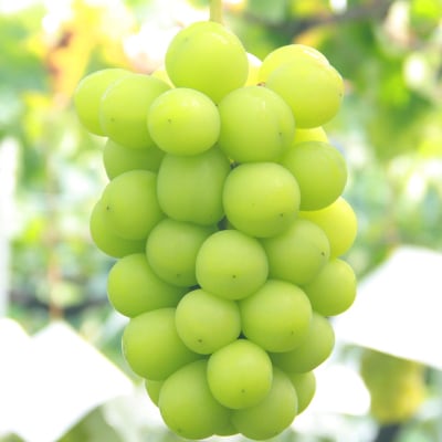 シャインマスカット 約1kg 厳選!農家直送 シャインマスカット (2～3房)【配送不可地域：離島】