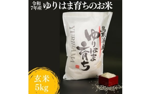371K.ゆりはま育ちのお米◇玄米5kg◇令和7年産