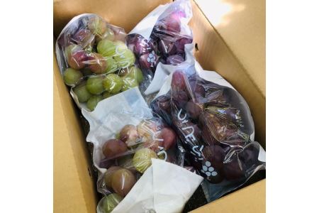 【2025年7月下旬～発送】ぶどう 竜宝・藤稔の2種約2kg(迫田果樹園/016-1224) 葡萄 ブドウ フルーツ 果物 くだもの 果実 果樹園 旬 夏