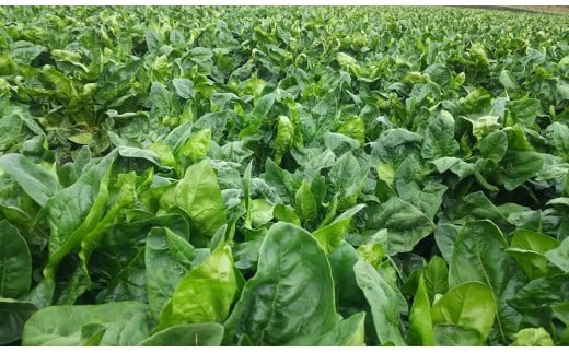 カット済み!国産冷凍野菜6種類詰め合わせセット(12袋)合計2.3kg【10日前後での発送】<1-127>野菜 やさい 宮崎県西都市