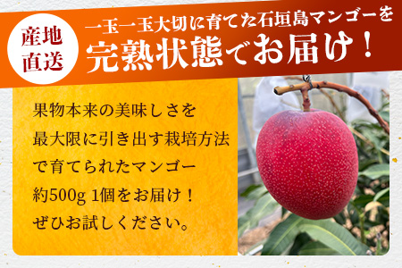 《2025年6月下旬～7月下旬発送》【先行予約】最高糖度20度！？ 完熟の極！3Lサイズ 石垣島マンゴー 1玉入り約400g【贈答向け】【 産地直送 完熟マンゴー アーウィン マンゴー 沖縄 八重山 