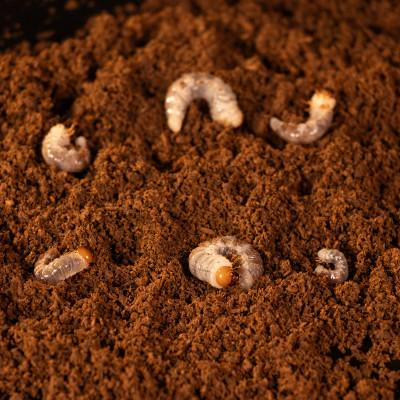 ふるさと納税 猪名川町 クワガタ虫(幼虫2種・各3匹)菌糸ビン付 |  | 01