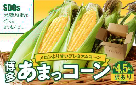 【ふくおかエコ農産物認証】【訳あり】農家直送！SDGs米糠堆肥で作った博多あまっコーンご家庭用カット品 4.5キロ以上（12～20本）【2026年6月より順次出荷】_【ふくおかｴｺ農産物認証】農家直送！SDGs米糠堆肥で作るﾒﾛﾝより甘い博多あまっｺｰﾝ_Gv046