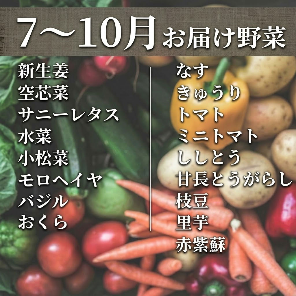 こだわりの新鮮野菜セット 8~11品目 | 野菜セット 新鮮 野菜 人気 季節の野菜 おすすめ 高知県 南国市