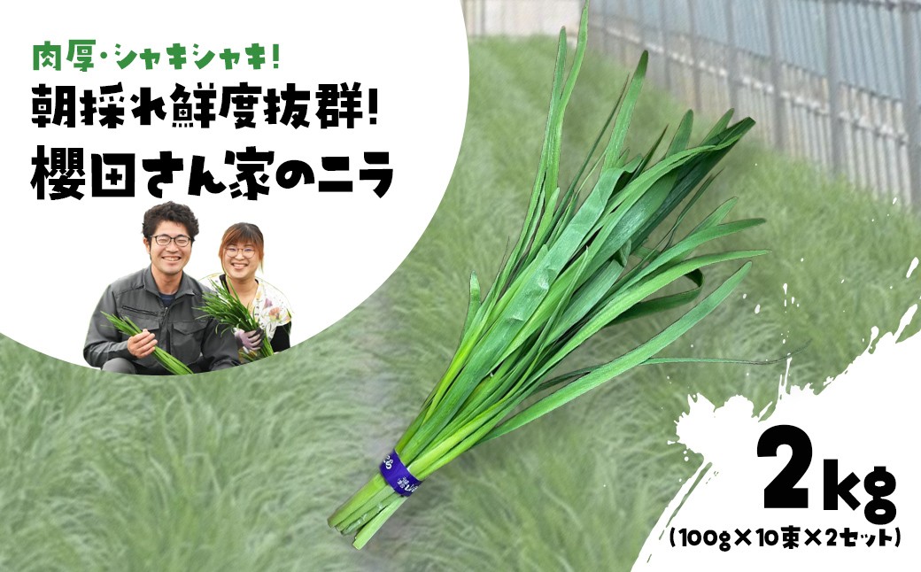 
                  【先行予約】【12月から発送】肉厚・シャキシャキ! 朝採れ鮮度抜群! 櫻田さん家のニラ 2kg(100g×10束×2セット) ふるさと納税 にら ニラ 朝採れ 新鮮 肉厚 シャキシャキ 農家直送 鮮度抜群 千葉県 山武市 SMCS002
                