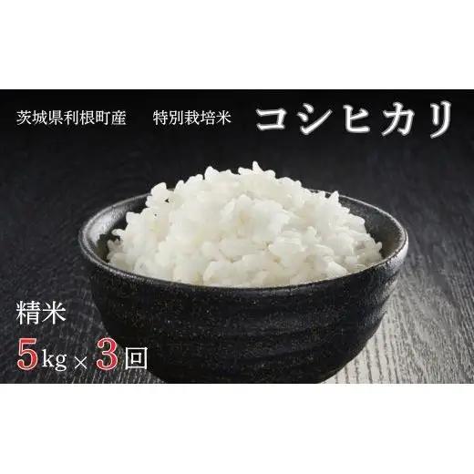【3ヶ月定期便】利根町産【特別栽培米】コシヒカリ　精米5kg×3回 ／ お米 コメ こめ ごはん コシヒカリ 白米 精米 5kg 特別栽培 令和7年産 定期便 3回 茨城県 利根町