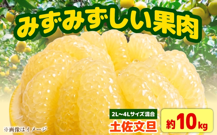 
                  【文旦10kg】家庭用 高知 高知県 [土佐文旦 2L～4L] サイズ 混合 16～21玉 先行予約 期間限定 家庭用 土佐文旦 高知 柑橘系 果物 文旦 ぶんたん ブンタン フルーツ 柑橘類 数量限定 期間限定 季節限定 旬 常温 10kg 家庭用 土佐市 土佐文旦 文旦 高級 高級フルーツ 文たん ぶん旦 BQAJ001
                
