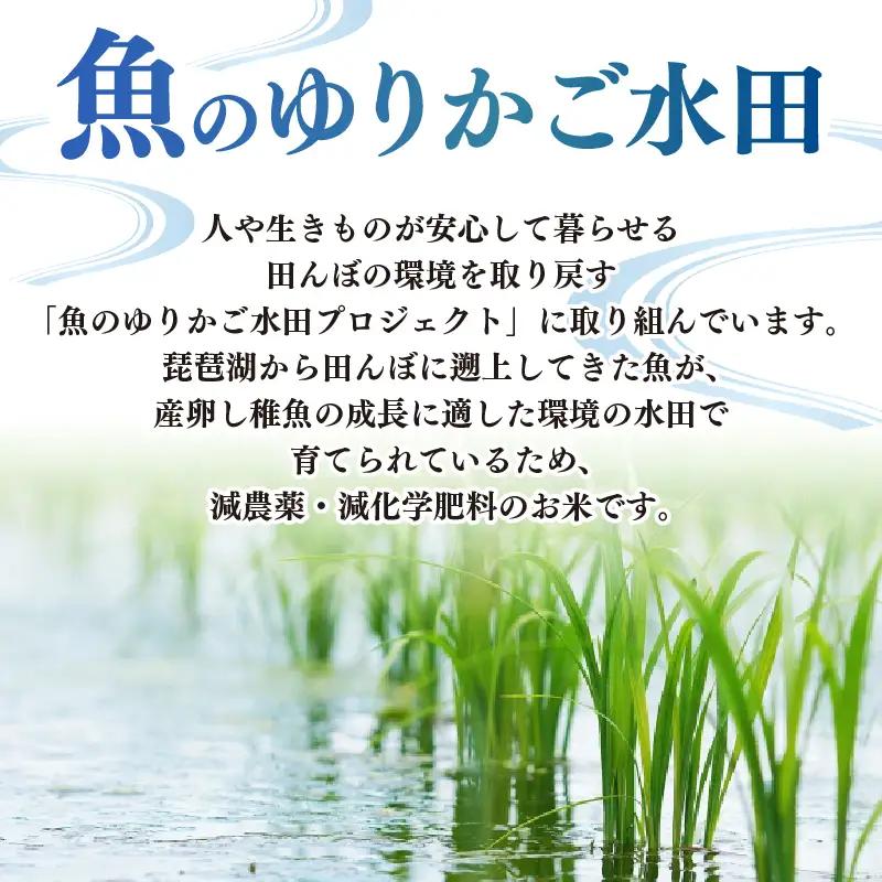 ＼先行予約／ 【令和8年産】 新米 きらみずき 10kg 減農薬米 近江米 白米 米 滋賀 彦根