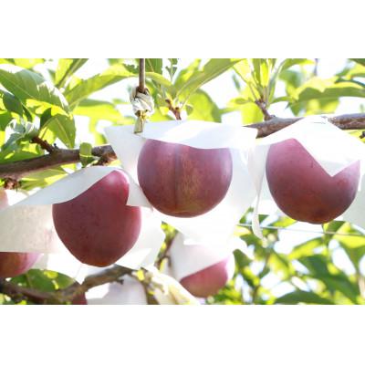 ふるさと納税 南アルプス市 すもも【太陽】10〜13玉入り×2箱　約3kg