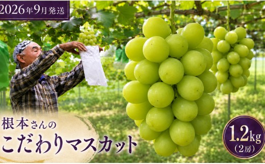 
                  マスカット 根本さんのシャインマスカット 約1.2kg | 完熟 葡萄　ぶどう 甘い 大粒 フルーツ 産地直送 栃木県 矢板市
                
