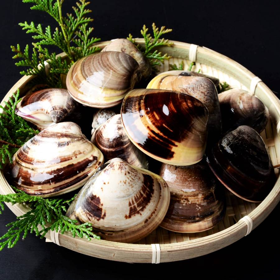 ＜桑名はまぐり屋＞桑名産「はまぐり」10年もの500gx2（計1kg）