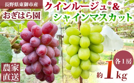 【先行受付2026年発送】農家直送！朝採れシャインマスカット＆クイーンルージュ(R)約1kg（各1房）｜おぎはら園　※2026年9月下旬～10月上旬順次発送