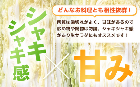 【2026年10月下旬より順次発送 】甘みのあるミニ白菜！「たけのこ白菜」4玉（1玉 約1kg）計4kg以上【産地直送 野菜 冷蔵 】 [e58-a004]