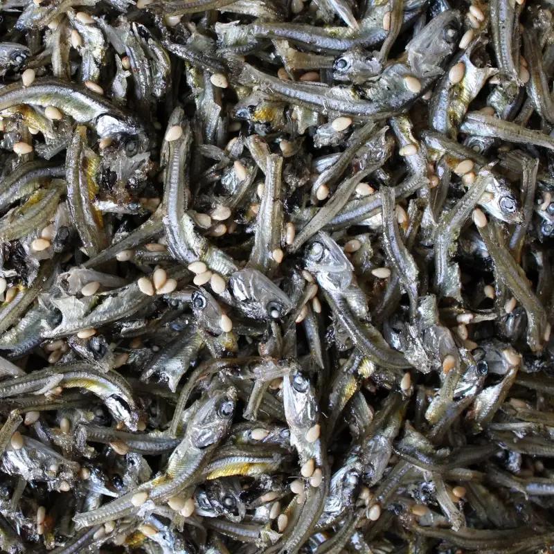 じゃこの佃煮　500g / じゃこ おかず ご飯のお供 佃煮 冷蔵 お取り寄せ 和歌山県 田辺市 【has008】