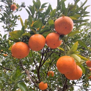 【先行予約】<訳あり> ぽんかん   5kg 高糖度 みかん 柑橘 高知 土佐清水 甘い ジューシー 完熟 フルーツ 果物 ビタミンC 旬 M～2Lサイズ 減農薬 産直 季節限定 家庭用 自宅用【R0