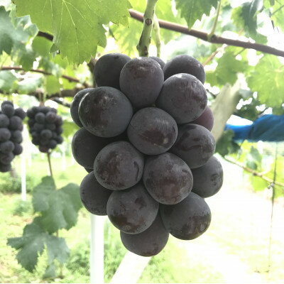 【ふるさと納税】新鮮・朝採り後即出荷!　岡山県　吉備高原産ニューピオーネ　1房入り(700g以上)贈答品_ 種なしぶどう 濃厚フルーツ 朝採れ直送 秋ギフト シャインマスカット代替 岡山県 津山市 果物 くだもの フルーツ 送料無料 人気 【1299810】