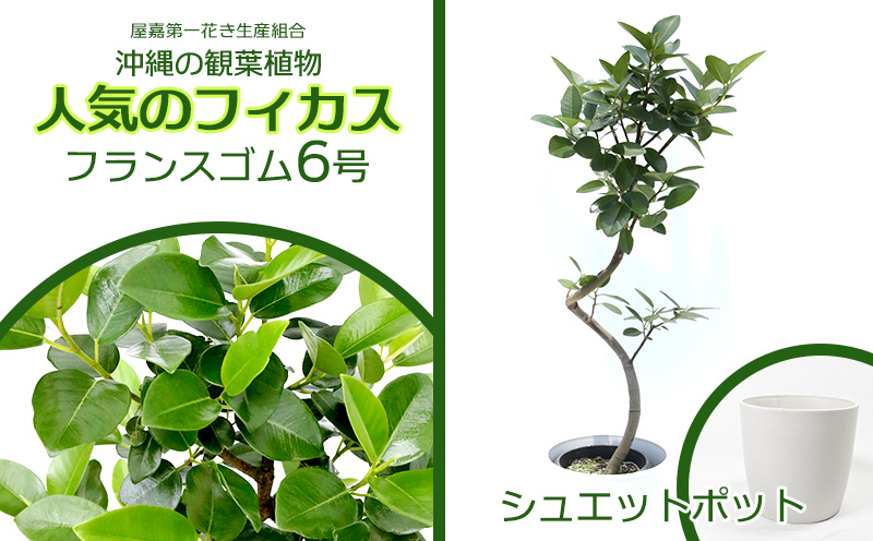 ★『沖縄の観葉植物』人気のフィカス フランスゴム6号 シュエット鉢ポット