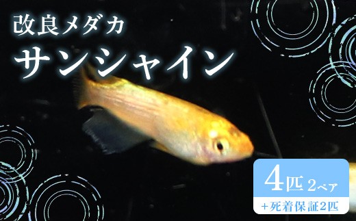 
                  766 メダカ サンシャイン 4匹 改良メダカ【トリハタめだか】
                