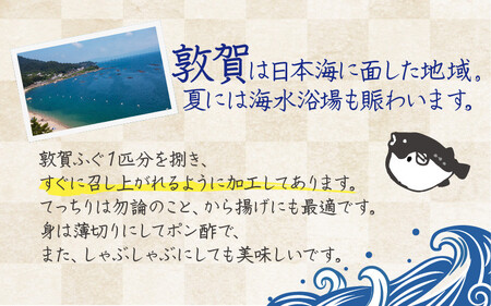 敦賀ふぐ 調理済セット 1尾分（約600g）てっちりやしゃぶしゃぶなどに【海鮮 冷凍 鍋 なべ 唐揚げ 薄造り ふぐ鍋】[041-a007]