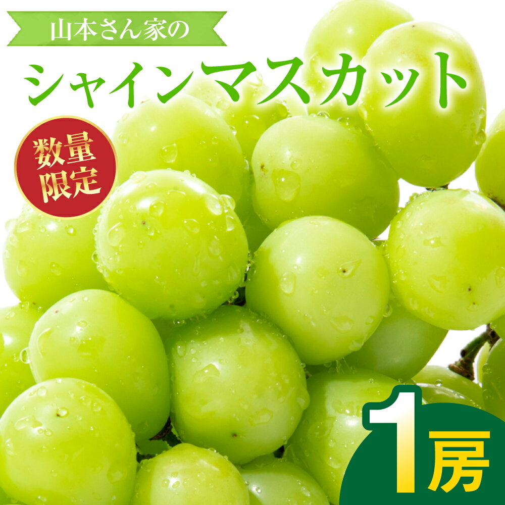 【ふるさと納税】【先行予約】 熊本県八代市東陽産 山本さん家の「シャインマスカット」 1房入り (約500g) ぶどう 果物 くだもの フルーツ 青果物 送料無料 【2025年8月上旬より順次発送】