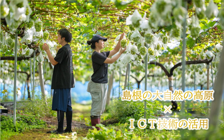 新鮮フルーツ シャインマスカット 1.2kg 果物 くだもの 化粧箱入り【9月中旬からお届け】