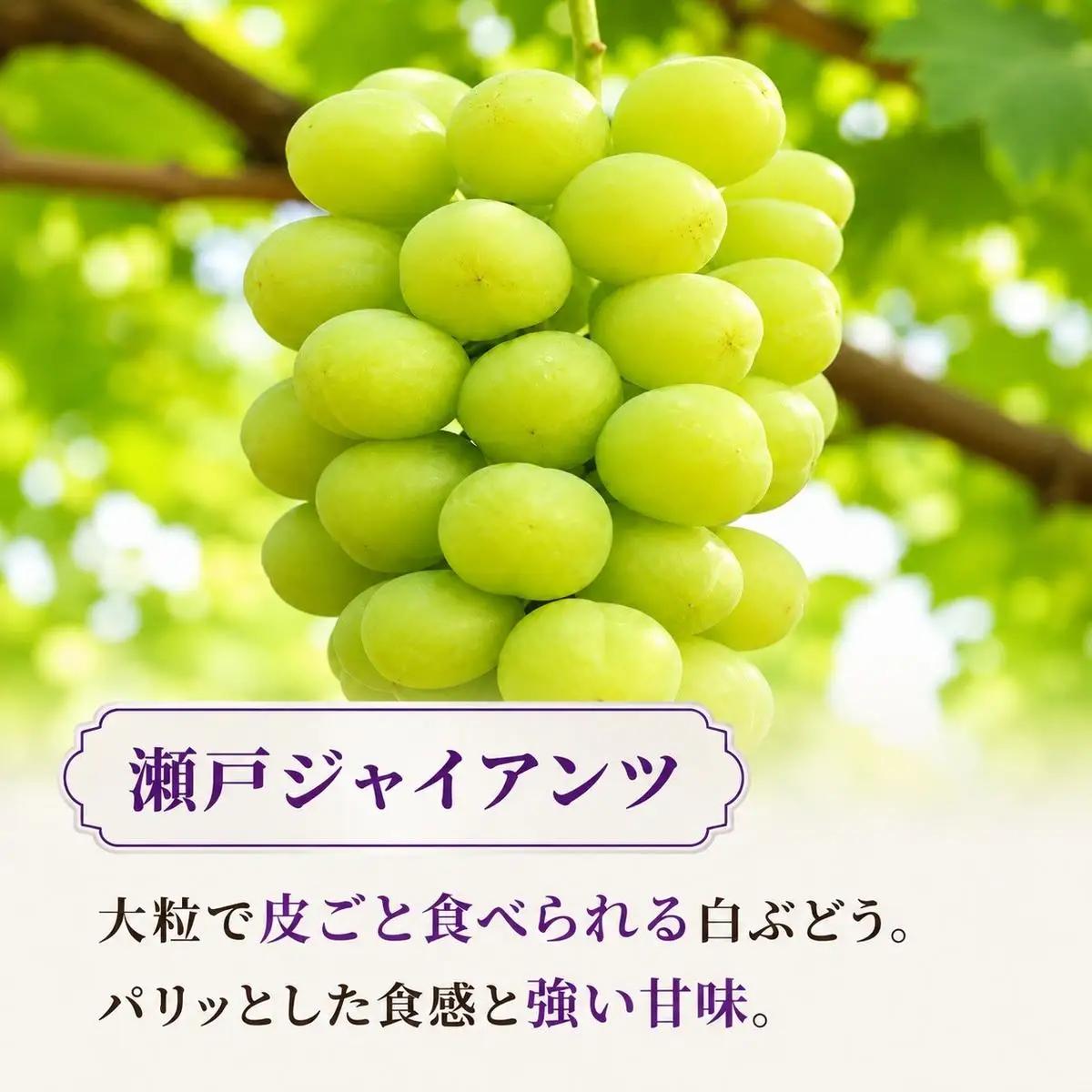 シャインマスカット 食べ比べ 7房 3kg ぶどうセット 詰め合わせ 先行予約 数量限定 令和8年産 葡萄 ぶどう 4品種 フルーツ 果物 マスカット 高糖度 大阪府 岸和田市 あさつゆ愛のぶどう園
