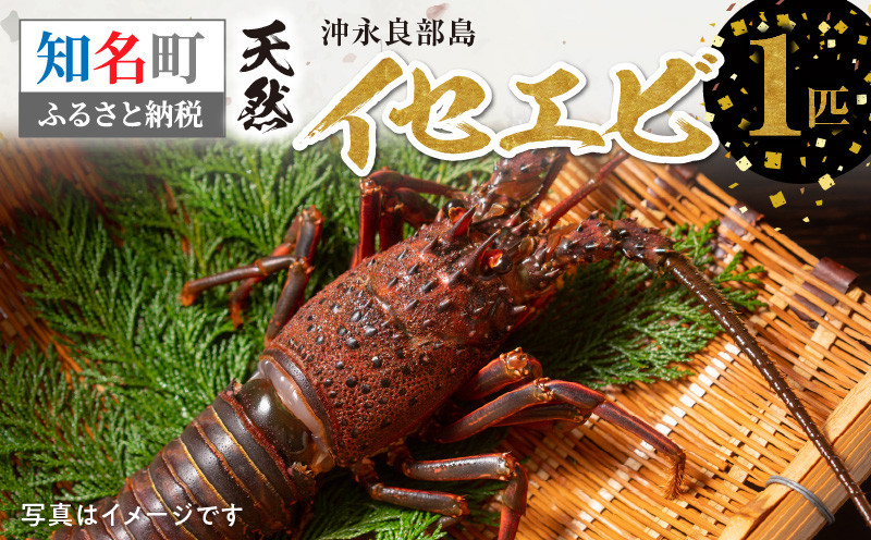 
                  沖永良部島の天然イセエビ 1匹　C010-021
                