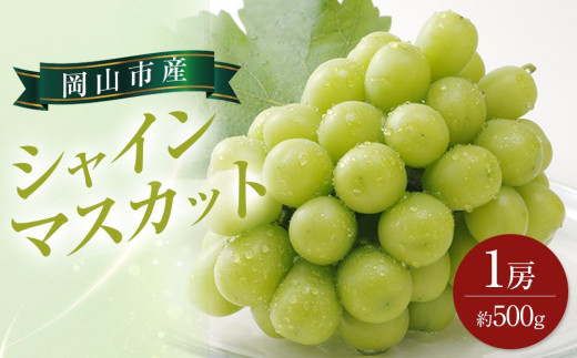 
                  ぶどう 2026年 シャイン マスカット 1房 約500g ブドウ 葡萄  岡山市産 国産 フルーツ 果物 ギフト
                