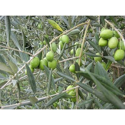 ふるさと納税 朝倉市 あさくらんオリーブ　エクストラバージンオリーブオイル(100g×1本) |  | 01