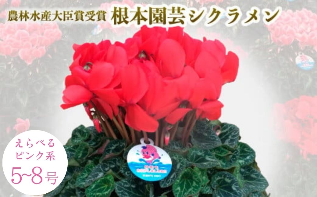 【ふるさと納税】【先行予約】シクラメン レッド 選べる種類 花 お花 ガーデンシクラメン 赤 花ギフト フラワーギフト 鉢花 鉢植え ギフト プレゼント 贈答 農林水産大臣賞受賞 根本園芸