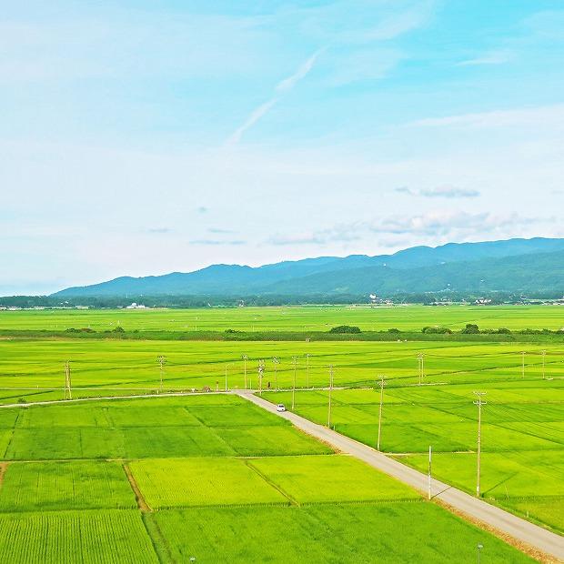 【定期便全12回】新潟県産新之助5kg（受注の翌月から毎月配送）｜新潟県　新潟　米　おこめ　お米