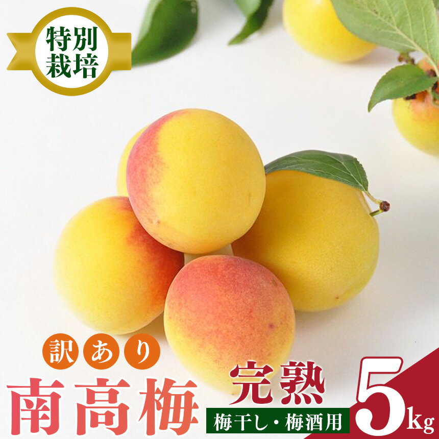 【ふるさと納税】【堀内果実園】【訳あり】特別栽培・大切に育てた完熟南高梅（約5kg） | 果実 かじつ カジツ 梅 うめ ウメ 南高梅 奈良県 五條市