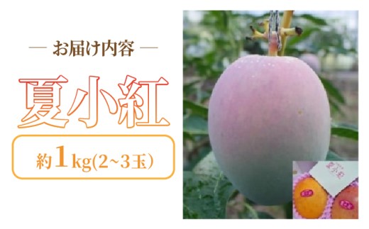 2026年 先行予約 マンゴー 夏小紅 約1kg 2～3玉 ますみ農園 甘味 スッキリ 果物 フルーツ