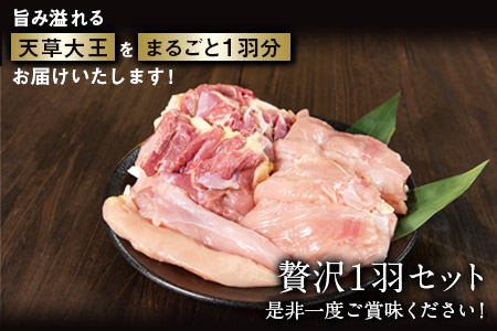 天草大王 贅沢1羽セット 約1.5kg 地鶏 鶏