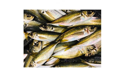 竹中水産のお手軽、網真鯵1.5キロ!＜D22-244＞_ アジ 真鯵 まあじ 鯵 天然 網鯵 魚介 魚介類 海鮮 冷蔵 愛媛 八幡浜 産直 産地直送 国産 おかず おつまみ 鮮魚 【1073405】