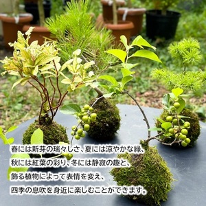 SL0276　苔玉(MOSS BOWEL)  季節の苔玉
