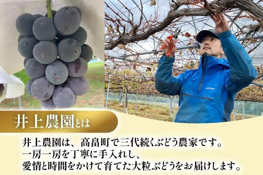 【期間限定発送】 ぶどう 詰め合わせ 3～4房 約1.8kg