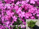 【ふるさと納税】シバザクラ　ダニエル20個 花 苗 植物 家庭菜園 花壇 プランター ガーデニング 芝桜（BS157）