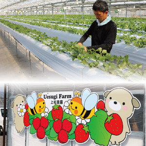 いちご農家のひんやりアイス カップアイス 12カップ いちご 苺 イチゴ いちごアイスクリーム アイス アイスクリーム カップアイス 冷たい ひんやり セット 人気 おすすめ ふるさと納税 京都 八幡