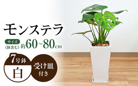 観葉植物 モンステラ スクエア 陶器鉢植え 7号【鉢色：白】/ 観葉 植物 インテリア おしゃれ プレゼント / 大村市 /琴花園[ACYK003]