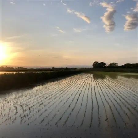 北海道産ゆめぴりか 栽培期間中農薬・化学肥料不使用 白米5kg×2袋【1382872】