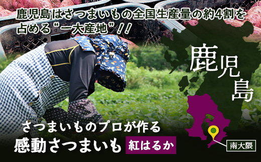 さつまいも 紅はるか 堀りたて 3kg ( 1箱 ) Mサイズ  新物 鹿児島県産 2025年12月末までに出荷