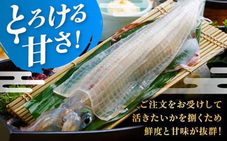 いか活造り定食お食事券（1名様分） / いか活造り 呼子イカ お食事券 / 佐賀県 / 河太郎呼子店[41ABAE002]