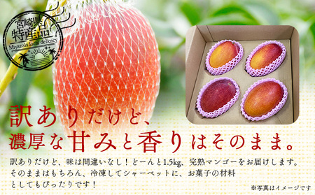 ＜訳あり 宮崎県産 完熟マンゴー 合計約1.5kg（3〜5玉）＞※入金確認後、2025年7月中旬~下旬迄に順次出荷 訳アリ ご自宅 ご褒美 トロピカル 国産 果物 果実 フルーツ 南国 甘い 旬（株）