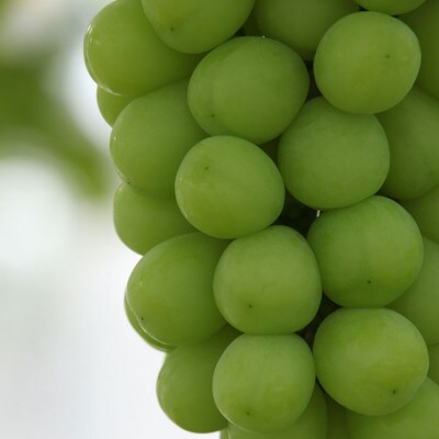 ふるさと納税 厳選! 山梨県山梨市産 シャインマスカット 約1.5kg(2～3房)【配送不可地域：離島】