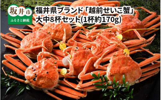 【先行予約】福井県ブランド ≪茹で≫「越前セイコ蟹」 大中8杯セット 【2025年12月発送分】 [K-1402_12]