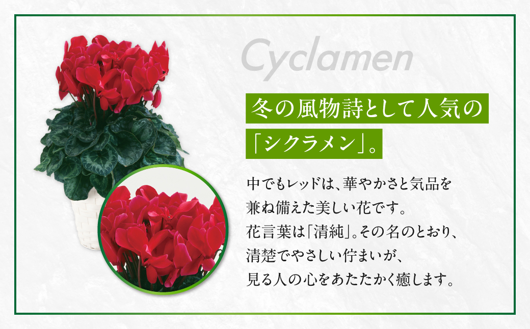 シクラメン レッド 観葉植物 植物 5号鉢 人気 おしゃれ かわいい 初心者 枯れにくい 育てやすい お手入れ 室内 大鉢 中型 インテリア リビング 玄関 寝室 キッチン オフィス プレゼント ギフ