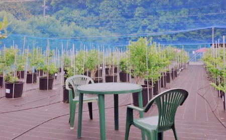 【2026年6月～8月ご利用分】ブルーベリー狩り体験体験チケット（ペア） 