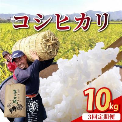 ふるさと納税 亀岡市 【毎月定期便】京都丹波産 お米 コシヒカリ 精米 10kg 米定期便 3ヶ月 全3回